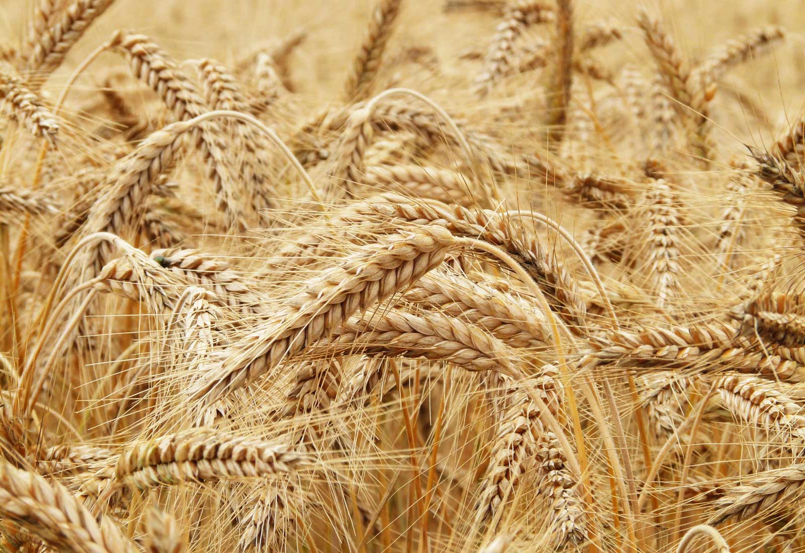 Wheat grains ring made to measure for Ivana and Sebastiano