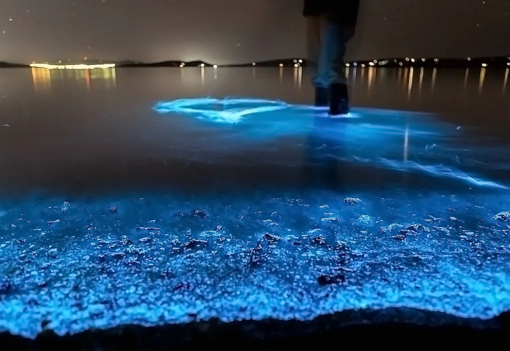 Marine bioluminescence phenomenon on the beach of Vaadhoo Island, with luminous plankton illuminating the shoreline in blue.